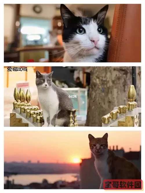 伊斯坦布尔猫猫之城 伊斯坦布尔猫咪