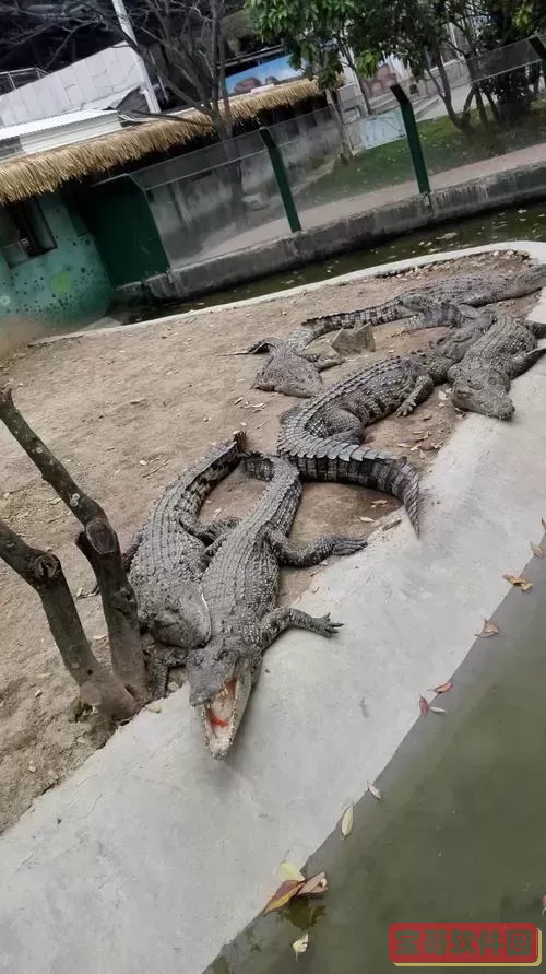 疯狂动物园鳄鱼侦探 鳄鱼侦探